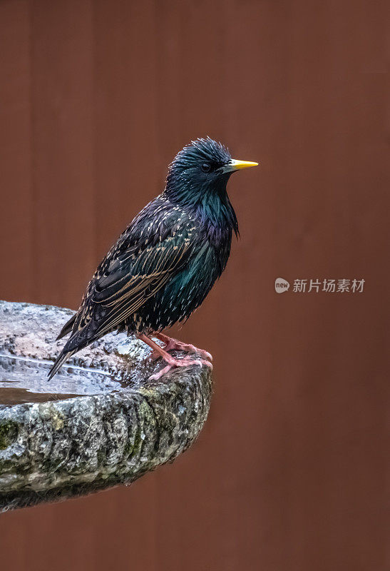 普通椋鸟(Sturnus vulgaris)在平原棕色背景下